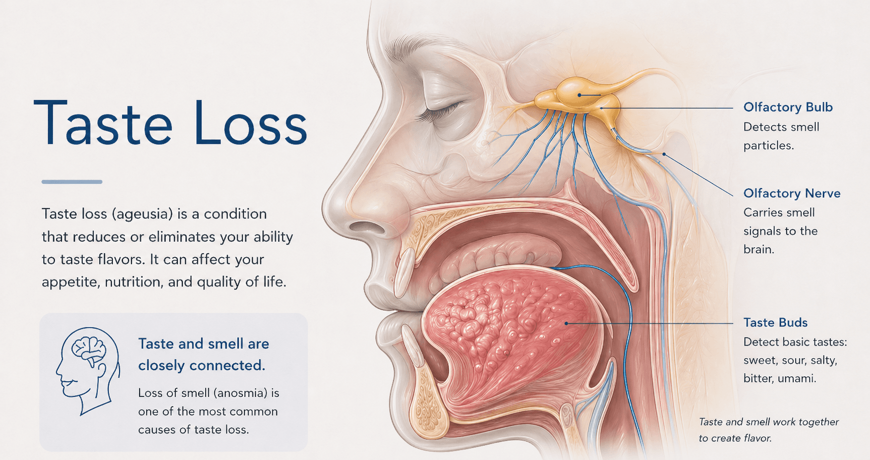 Minimal anatomical illustration showing the connection between nose, smell, tongue, taste buds, and brain.